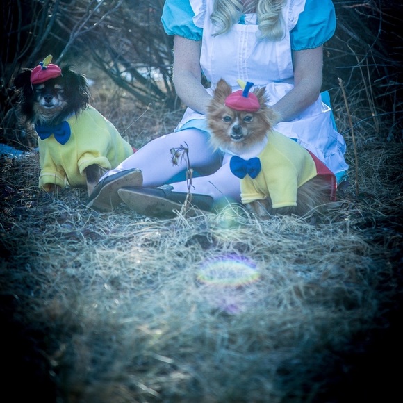 Tweedle dee and dum dog costumes - Picture 4 of 5